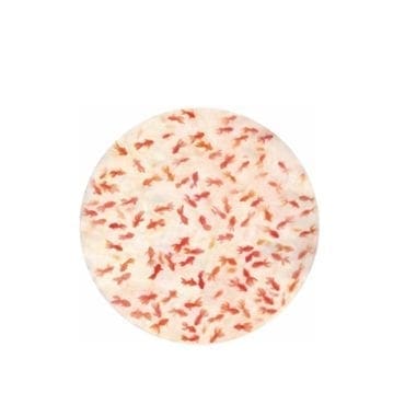 Driade - Piatto The White Snow Kingyo 6pz