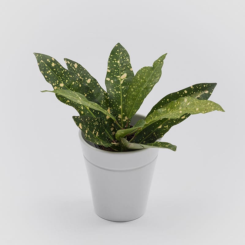 Danese Milano Vaso Window garden 2 longho design palermo