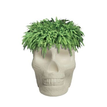 Qeeboo Fioriera Messico e refrigeratore per champagne Ivory Longho Design Palermo